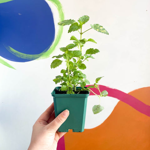 Variegated Lemon Balm - Melissa officinalis variegata - Cotswolds Grown Culinary Herbs - Sprouts of Bristol