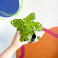 Variegated Lemon Balm - Melissa officinalis variegata - Cotswolds Grown Culinary Herbs - Sprouts of Bristol