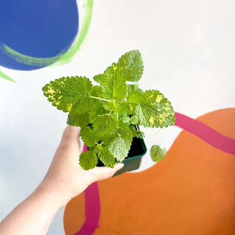 Variegated Lemon Balm - Melissa officinalis variegata - Cotswolds Grown Culinary Herbs - Sprouts of Bristol
