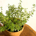 Variegated Lemon Thyme - Thymus citriodorus - Sprouts of Bristol