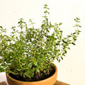 Variegated Lemon Thyme - Thymus citriodorus - Sprouts of Bristol