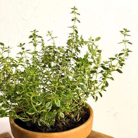 Variegated Lemon Thyme - Thymus citriodorus - Sprouts of Bristol