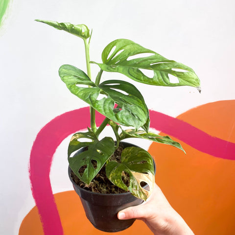 Variegated Monkey Mask - Monstera adansonii variegata 'Aurea' - Sprouts of Bristol