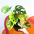 Variegated Monkey Mask - Monstera adansonii variegata 'Aurea' - Sprouts of Bristol