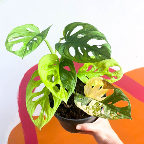 Variegated Monkey Mask - Monstera adansonii variegata 'Aurea' - Sprouts of Bristol
