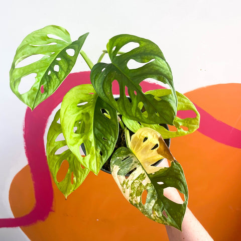 Variegated Monkey Mask - Monstera adansonii variegata 'Aurea' - Sprouts of Bristol