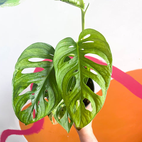 Variegated Monkey Mask - Monstera adansonii variegata 'Aurea' - Sprouts of Bristol