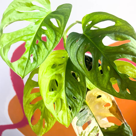 Variegated Monkey Mask - Monstera adansonii variegata 'Aurea' - Sprouts of Bristol