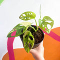 Variegated Monkey Mask - Monstera adansonii variegata 'Aurea' - Sprouts of Bristol