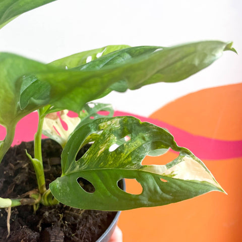 Variegated Monkey Mask - Monstera adansonii variegata 'Aurea' - Sprouts of Bristol
