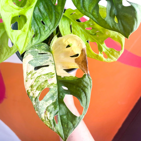 Variegated Monkey Mask - Monstera adansonii variegata 'Aurea' - Sprouts of Bristol