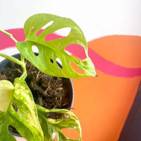 Variegated Monkey Mask - Monstera adansonii variegata 'Aurea' - Sprouts of Bristol