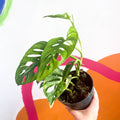 Variegated Monkey Mask - Monstera adansonii variegata 'Aurea' - Sprouts of Bristol