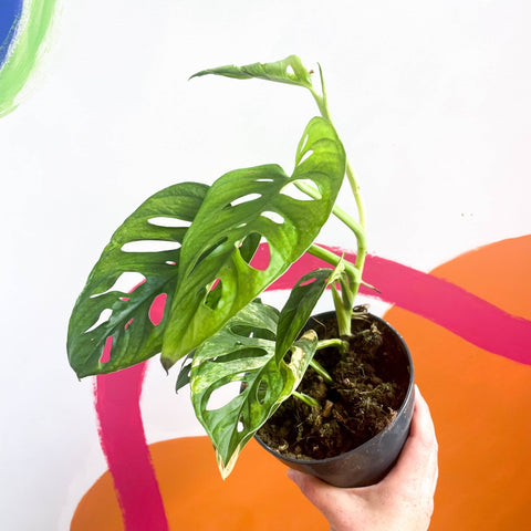 Variegated Monkey Mask - Monstera adansonii variegata 'Aurea' - Sprouts of Bristol