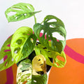 Variegated Monkey Mask - Monstera adansonii variegata 'Aurea' - Sprouts of Bristol