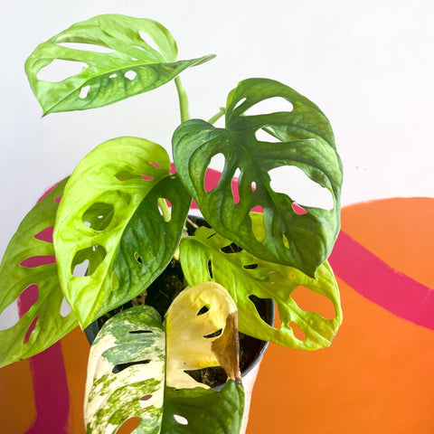 Variegated Monkey Mask - Monstera adansonii variegata 'Aurea' - Sprouts of Bristol