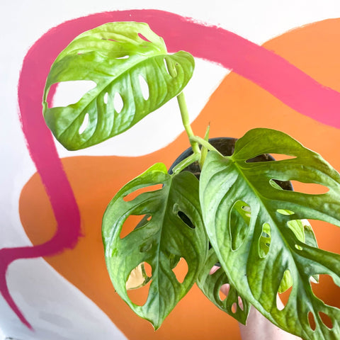 Variegated Monkey Mask - Monstera adansonii variegata 'Aurea' - Sprouts of Bristol