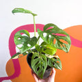 Variegated Monkey Mask - Monstera adansonii variegata 'Aurea' - Sprouts of Bristol