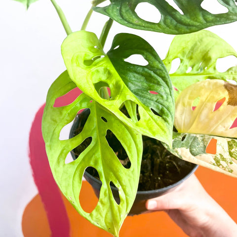 Variegated Monkey Mask - Monstera adansonii variegata 'Aurea' - Sprouts of Bristol