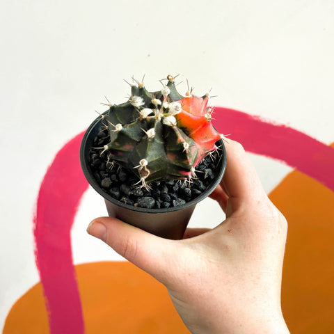 Variegated Moon Cactus - Gymnocalycium mihanovichii friedrichii variegata 'Japan' - Sprouts of Bristol