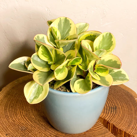 Variegated Peperomia - Peperomia obtipan bicolor 'Golden Genua' - Sprouts of Bristol