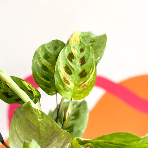 Variegated Rabbit's Foot Prayer Plant - Maranta leuconeura ‘Fiesta’ - Sprouts of Bristol