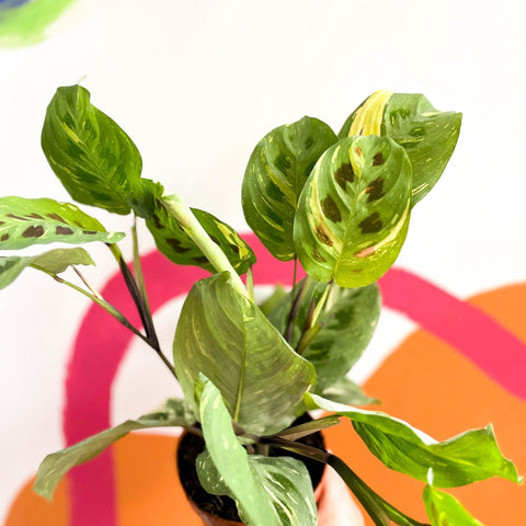 Variegated Rabbit's Foot Prayer Plant - Maranta leuconeura ‘Fiesta’ - Sprouts of Bristol