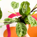 Variegated Rabbit's Foot Prayer Plant - Maranta leuconeura ‘Fiesta’ - Sprouts of Bristol
