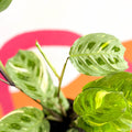 Variegated Rabbit's Foot Prayer Plant - Maranta leuconeura ‘Fiesta’ - Sprouts of Bristol