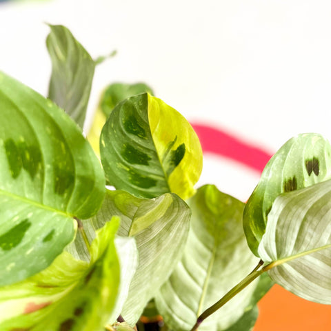 Variegated Rabbit's Foot Prayer Plant - Maranta leuconeura ‘Fiesta’ - Sprouts of Bristol