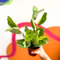 Variegated Rabbit's Foot Prayer Plant - Maranta leuconeura ‘Fiesta’ - Sprouts of Bristol