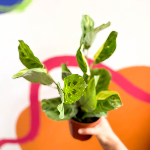 Variegated Rabbit's Foot Prayer Plant - Maranta leuconeura ‘Fiesta’ - Sprouts of Bristol