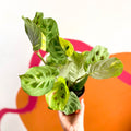 Variegated Rabbit's Foot Prayer Plant - Maranta leuconeura ‘Fiesta’ - Sprouts of Bristol