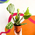 Variegated Rabbit's Foot Prayer Plant - Maranta leuconeura ‘Fiesta’ - Sprouts of Bristol