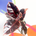 Variegated Rubber Tree - Ficus elastica 'Belize' - Sprouts of Bristol