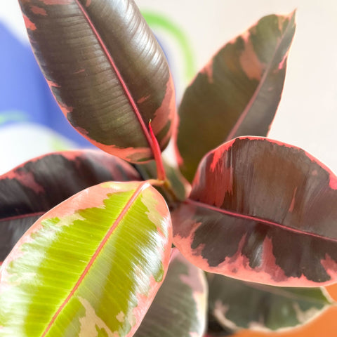 Variegated Rubber Tree - Ficus elastica 'Belize' - Sprouts of Bristol
