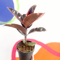 Variegated Rubber Tree - Ficus elastica 'Belize' - Sprouts of Bristol