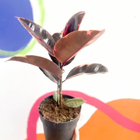 Variegated Rubber Tree - Ficus elastica 'Belize' - Sprouts of Bristol