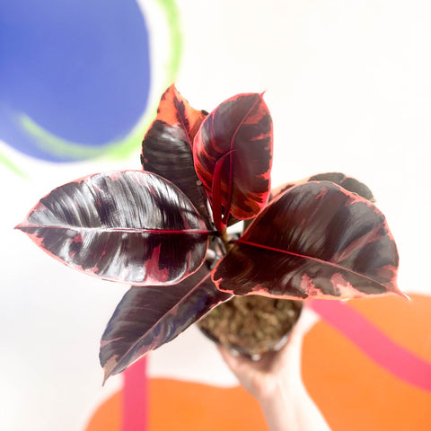 Variegated Rubber Tree - Ficus elastica 'Belize' - Sprouts of Bristol