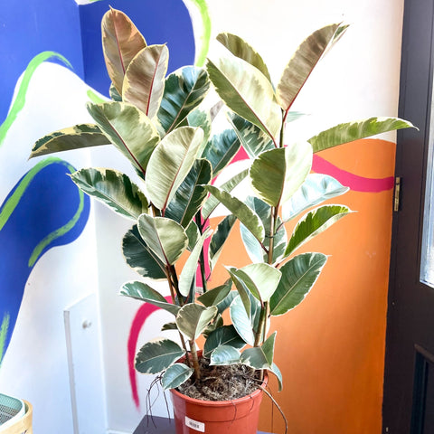 Variegated Rubber Tree - Ficus elastica 'Tineke' - Sprouts of Bristol