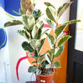 Variegated Rubber Tree - Ficus elastica 'Tineke' - Sprouts of Bristol
