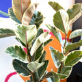 Variegated Rubber Tree - Ficus elastica 'Tineke' - Sprouts of Bristol