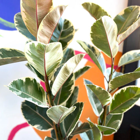 Variegated Rubber Tree - Ficus elastica 'Tineke' - Sprouts of Bristol