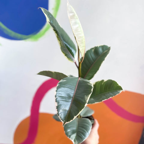 Variegated Rubber Tree - Ficus elastica 'Tineke' - Sprouts of Bristol