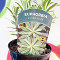 Variegated Spurge - Euphorbia characias 'Silver Edge' - Evergreen Perennial - Sprouts of Bristol