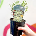 Variegated Spurge - Euphorbia characias 'Silver Edge' - Evergreen Perennial - Sprouts of Bristol