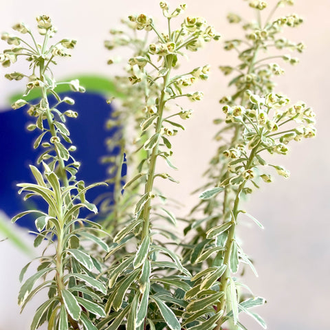 Variegated Spurge - Euphorbia characias 'Silver Swan' - Evergreen Perennial - Sprouts of Bristol