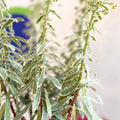 Variegated Spurge - Euphorbia characias 'Silver Swan' - Evergreen Perennial - Sprouts of Bristol