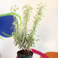 Variegated Spurge - Euphorbia characias 'Silver Swan' - Evergreen Perennial - Sprouts of Bristol