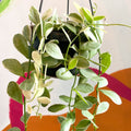 Variegated String of Nickles - Dischidia oiantha variegata - Sprouts of Bristol